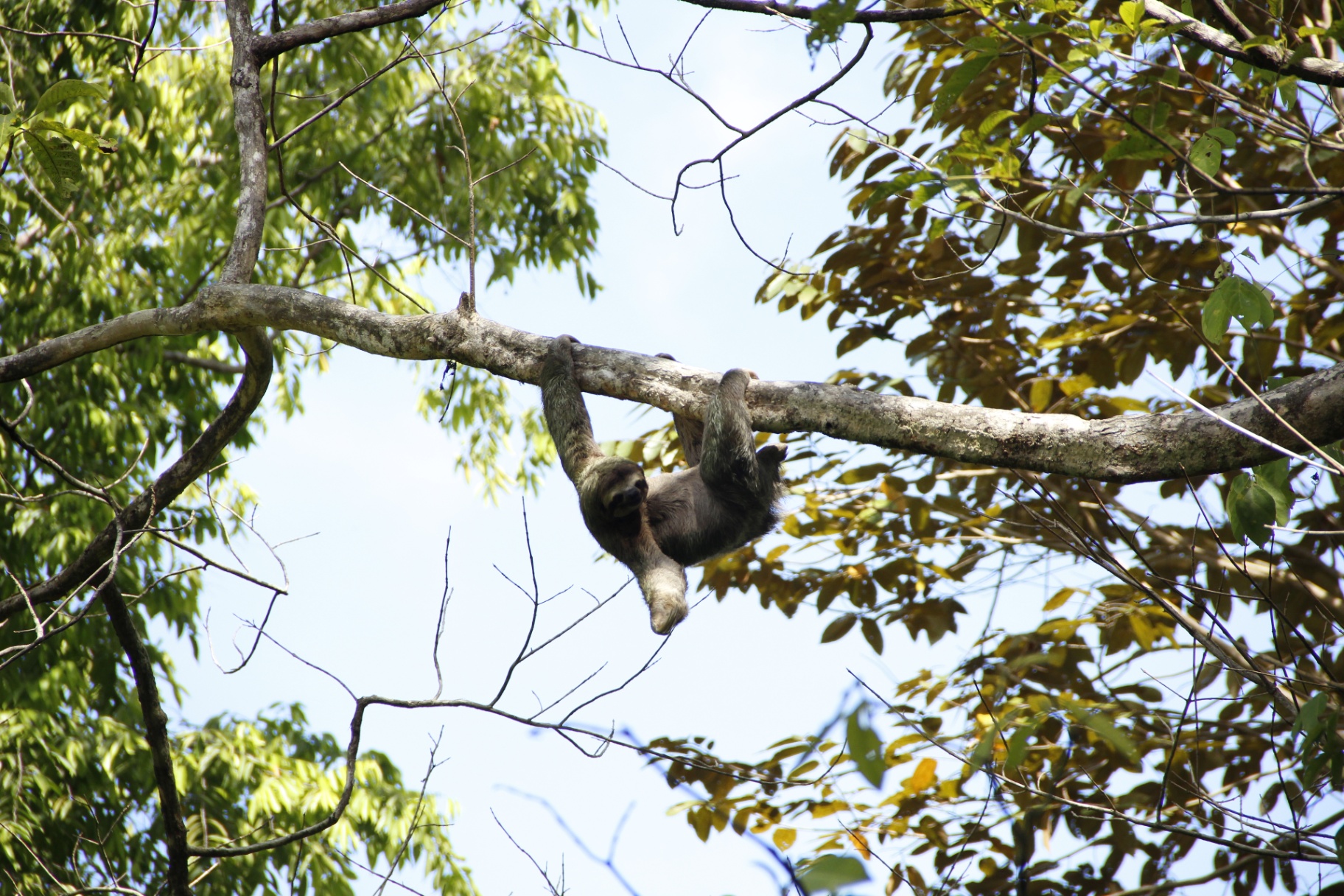 Sloth moving across a high jungle branch