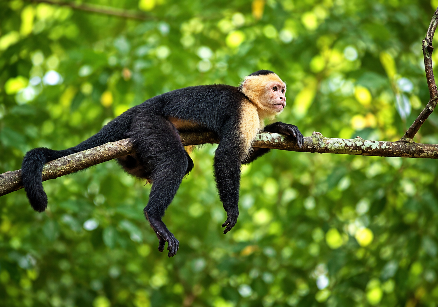Close wildlife encounter in Guanacaste jungle