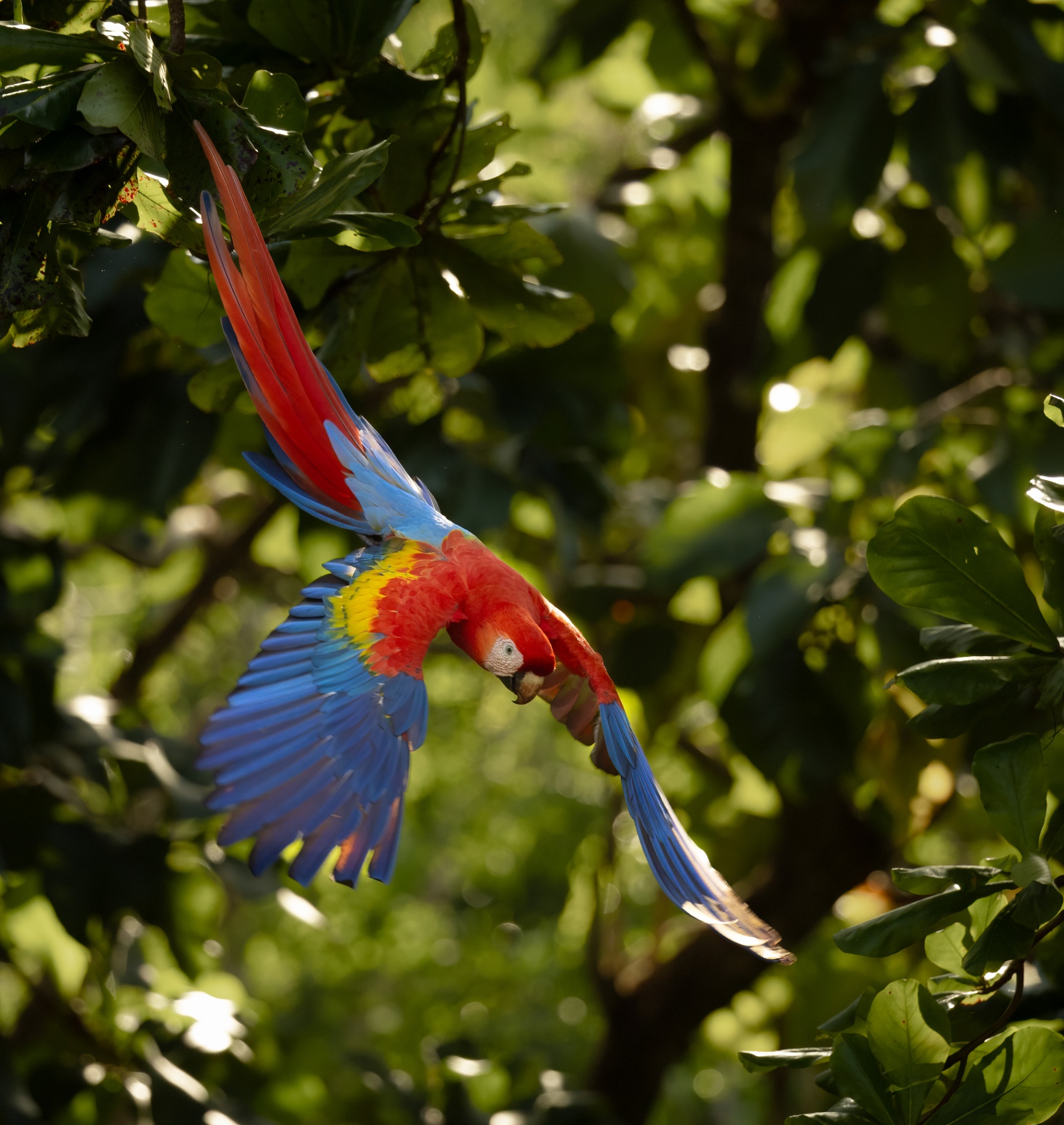 Scarlet macaw flying through the jungle canopy