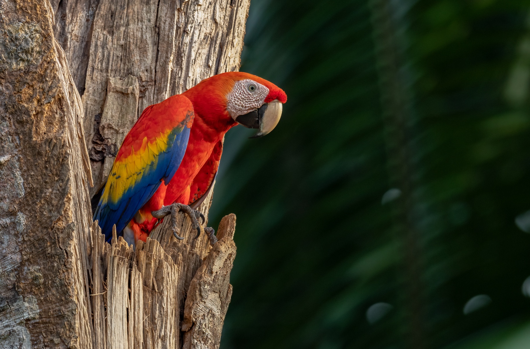 Scarlet macaw perched in a tree trunk