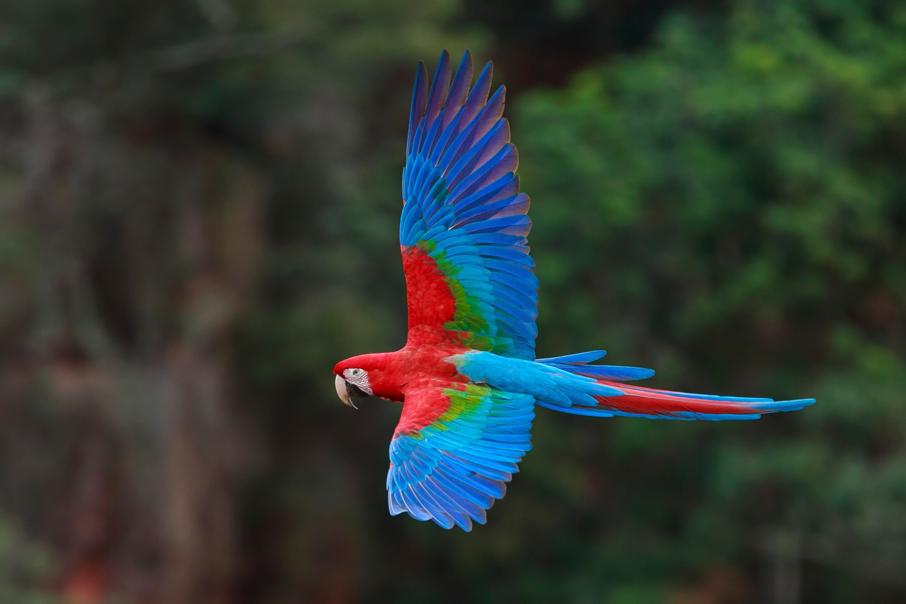 Red and green macaw soaring in flight