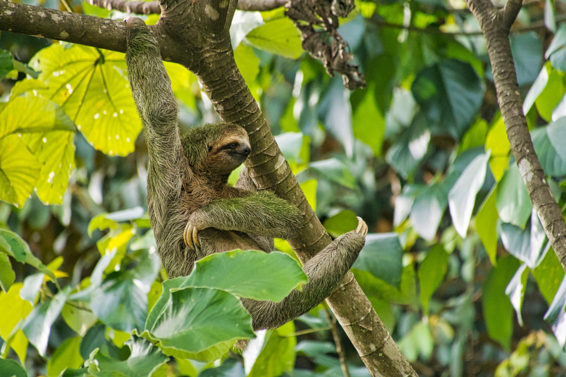 Sloth resting among tropical leaves