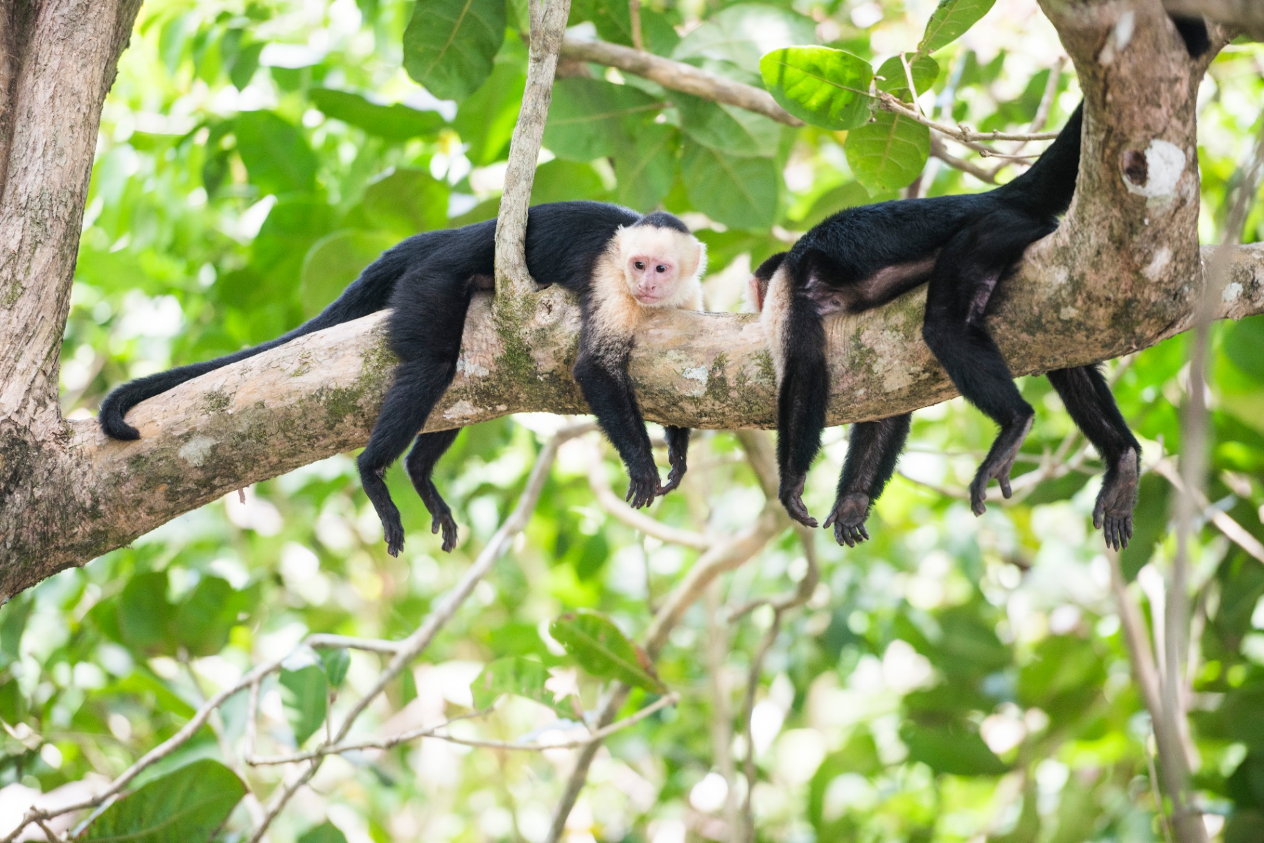 White-faced capuchin monkeys resting on a tree branch