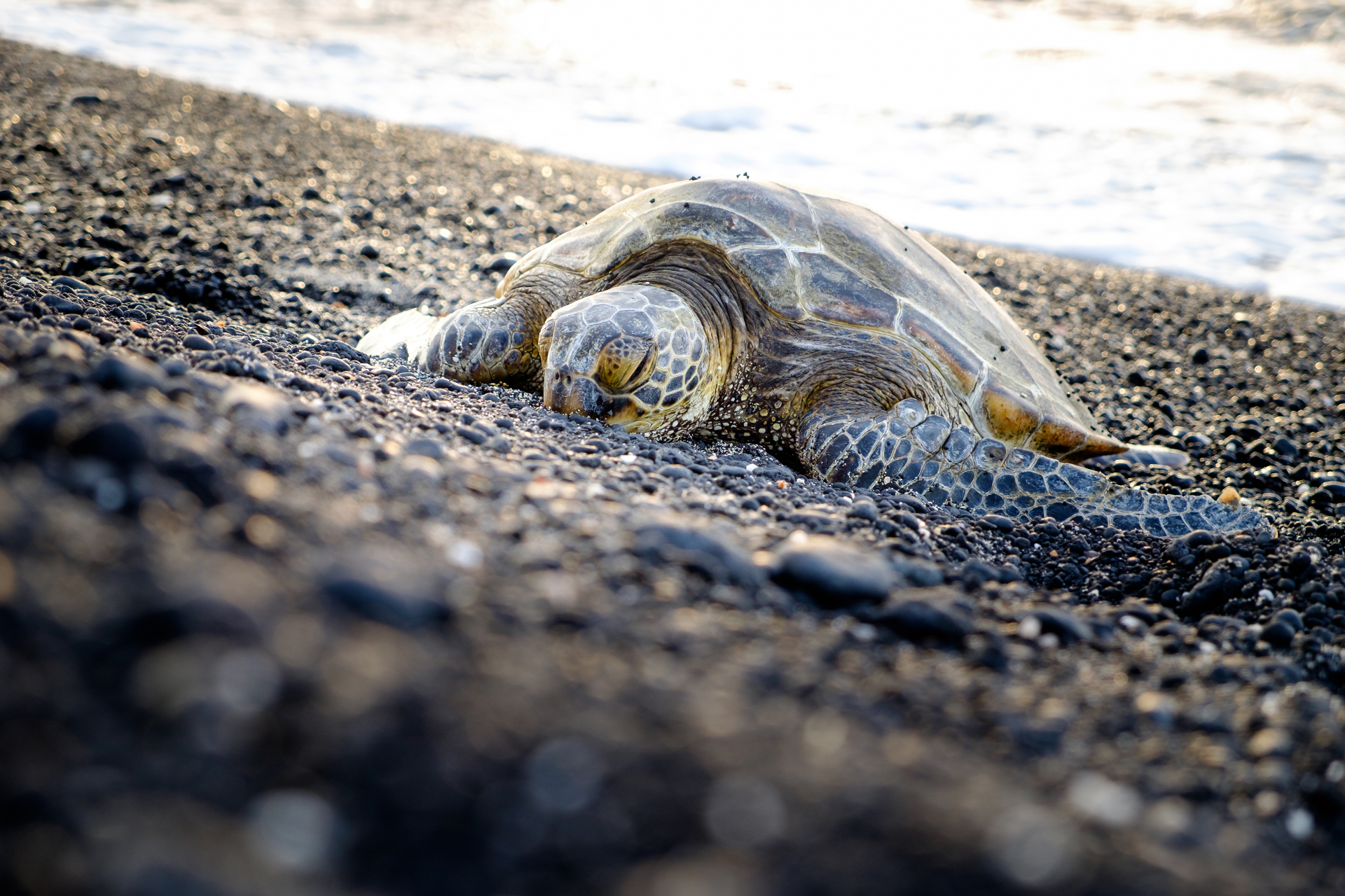 Sea turtle resting on the Pacific shore