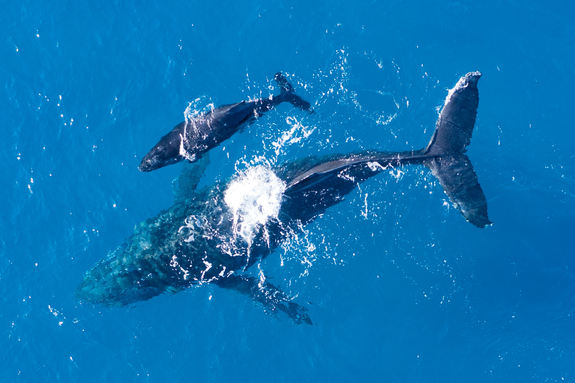 Humpback whales seen from above in clear blue water