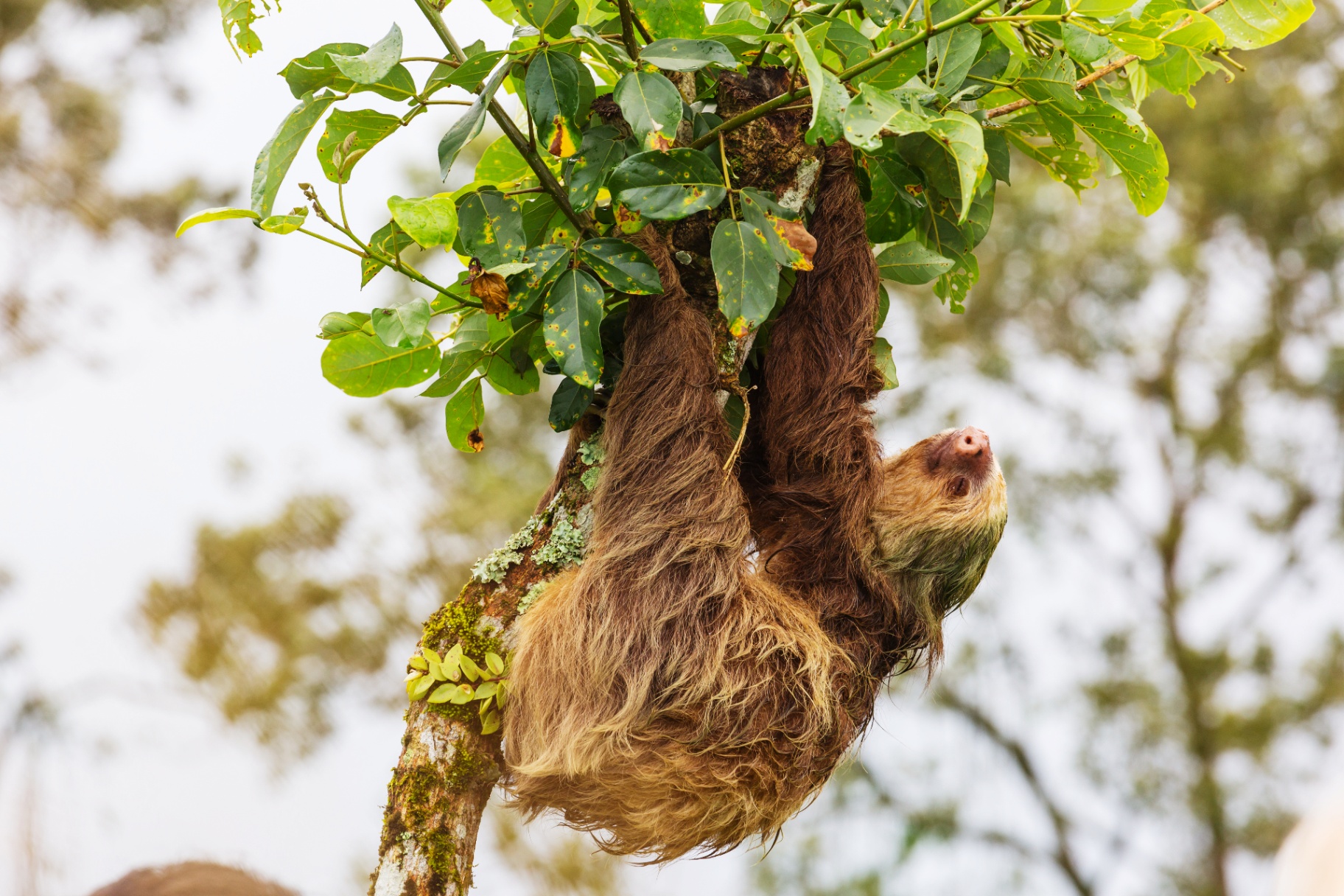 Sloth hanging upside down from a tree branch
