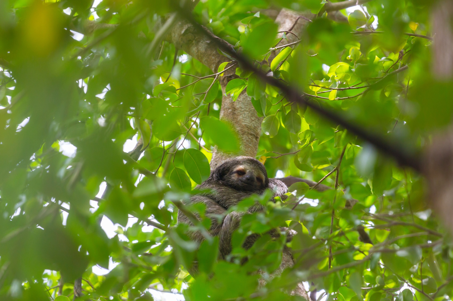 Hidden sloth high in a tropical tree
