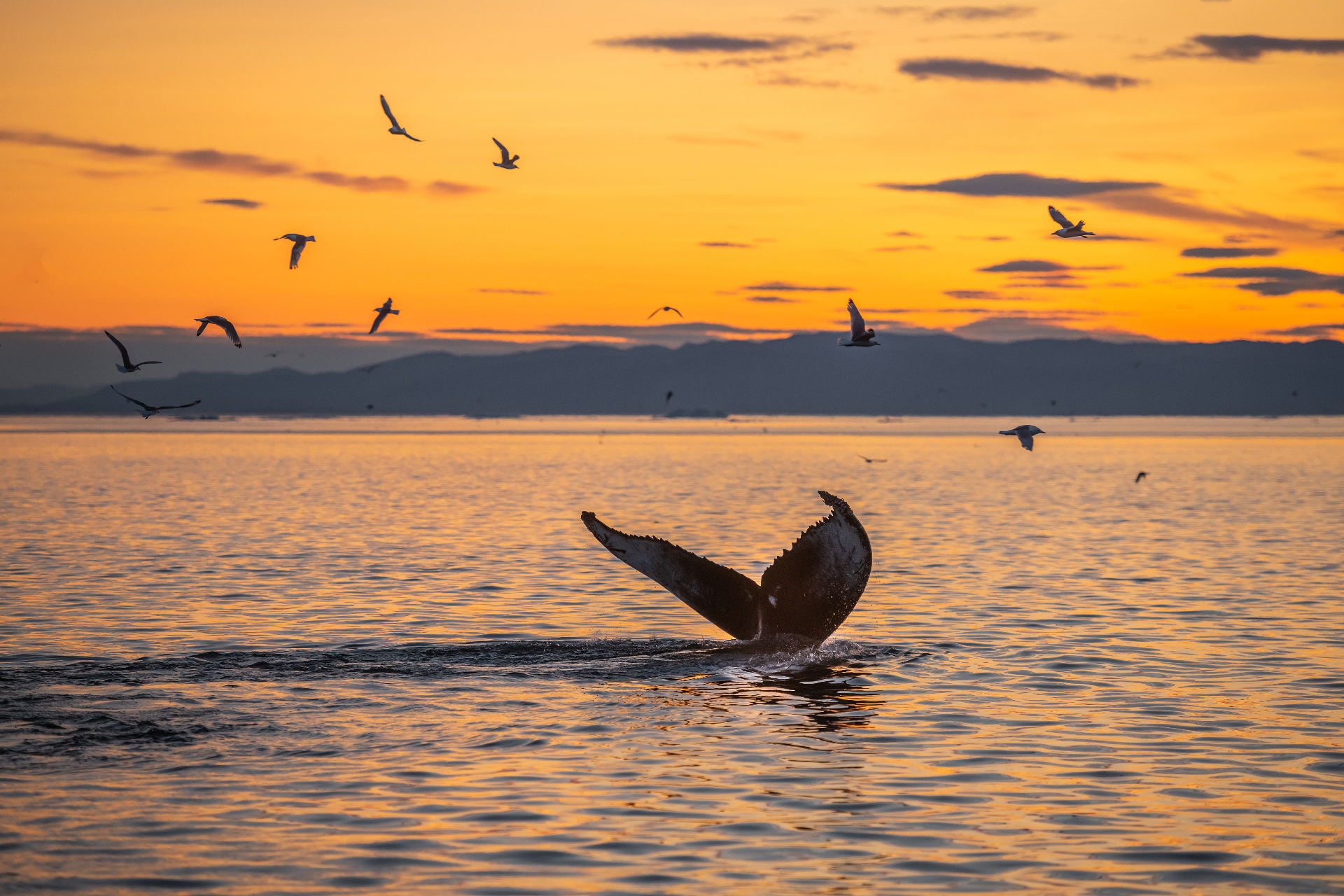 Humpback whale tail at sunset on the Pacific